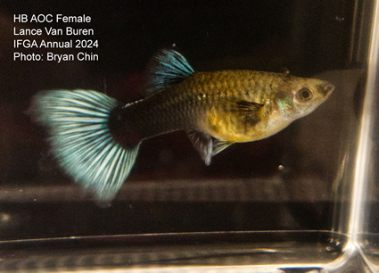 female guppy hb aoc